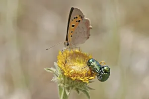 Drucke von Lycaena phlaeas, kleine Schmetterling Klein-Kupfer Drucke: Lycaena phlaeas, kleine Schmetterling.