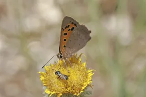 American Copper Butterfly Drucke: Lycaena phlaeas, small moth