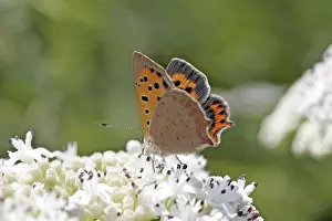 Orange Colored Butterfly Drucke: Lycaena phlaeas, small moth