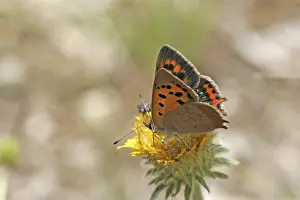 American Copper Butterfly Drucke: Lycaena phlaeas, small moth