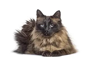 Cute Domestic Cat Drucke: Lying down Crossbreed cat