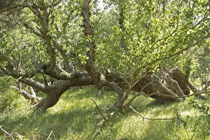 East Germany Landscape Drucke: Lying tree, DarBer Ort, Born a