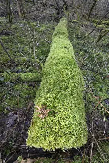 Franconia Germany Landscape Drucke: Lying tree trunk overgrown with moss