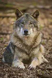 Central Europe Wild Animals Drucke: A lying wolf on the forest floor