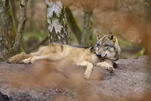 Predator In Nature Drucke: A lying wolf under large trees in a quiet forest environment