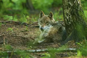 Gray Wolf In Forest Drucke: A lying wolf leaning against a tree in the forest