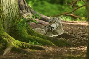 Gray Wolf In Germany Drucke: A lying wolf shows a howling behaviour in the shadow of the forest