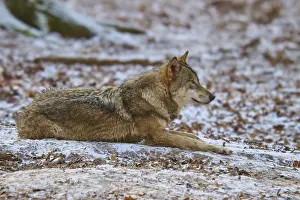Predator In Nature Drucke: A lying wolf on snow-covered ground in the forest