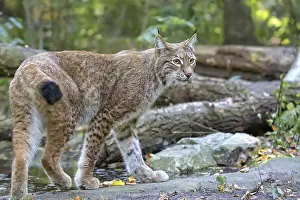 Predator Animal Photo Drucke: Lynx in the forest in the run