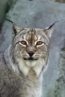 Mammalian Wildlife Images Drucke: A lynx looking
