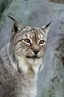 Felidae Mammals Drucke: A lynx looking