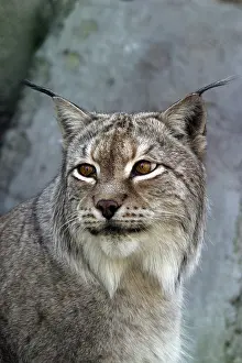 Ein Luchs schaut.