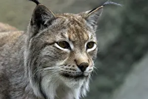 Predator Cat Drucke: A lynx looking