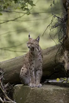 Drucke von Ein Luchs sitzt auf einem Baumstamm im Wald, sieht entspannt aus mit geschlossenen Mund, Eurascher Luchs (Lynx lynx) in einem Wald, in Gefangenschaft, Hessen, Bayern, Deutschland Eurasischer Luchs Drucke: Ein Luchs sitzt auf einem Baumstamm im Wald.
