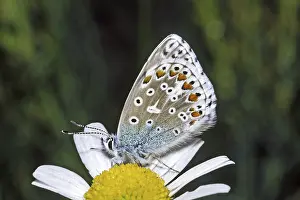 Drucke von Ein wunderschönes Beispiel für die Schönheit der Natur: Lysandra bellargus, ein Schmetterling mit atemberaubendem Aussehen, ruht sich auf einer weißen Daisy aus Adonisröschen Drucke: Lysandra bellargus auf Königskerze
