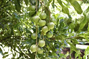 Daytime Botanical Photos Drucke: Macadamia (Macadamia ternifolia)