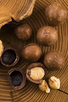 Edible Nuts Drucke: Macadamia nuts
