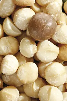 Macadamia Nuts Drucke: Macadamia nuts, full format