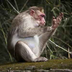 Tropical Rainforest Ecosystem Drucke: Macaque monkey cleaning itself in bamboo forest
