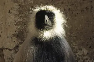 Drucke von Ein Macaque-Monkey (Macaca mulatta) lebt in der Wildnis von Jaipur, Rajasthan, Indien Rhesus-Affe Drucke: Makakenaffen (Macaca mulatta) in freier Wildbahn in Jaipur, Rajasthan, Indien