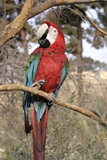 Blue And Yellow Macaw Drucke: Macaw (Ara Ararauna) on a tree