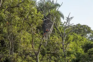 Macaw-Scharen in den Tempeln von Copan Ruinas