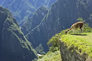 Drucke von Machu Picchu Lama Drucke: Machu Picchu