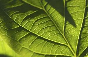Macro Leaf Photography Drucke: Macro backlit leaf detail