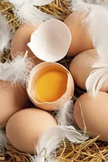 Studio Shot Breakfast Drucke: Macro of brown eggs and feathers at hey