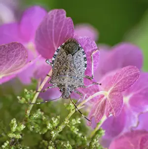 Flowering Plant Details Drucke: Macro of a dock bug on a ping hydrangea flower