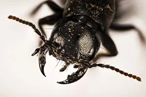 Northern Europe Insects Drucke: Macro focus stacking portrait of Devil's coach-horse beetle