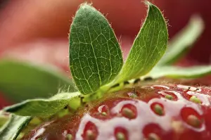 Close Up Strawberry Image Drucke: Macro of fresh strawberry