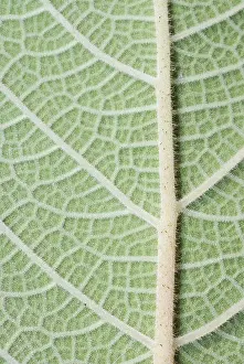 Close Up Nature Shots Drucke: Macro of a green leaf