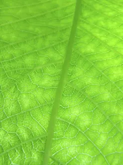 Nature Macro Photography Drucke: Macro of green leaf