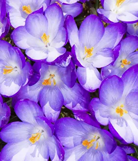 Close Up Spring Flowers Drucke: Macro of a group of purple crocus blossoms