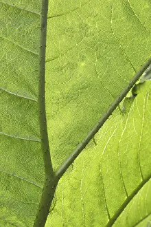 Macro Leaf Photography Drucke: Macro image of a green leaf with clear veins and texture