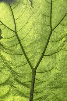 Macro Leaf Photography Drucke: Macro image of a green leaf, showing the veins and structure in detail