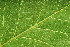 Studio Shot Of A Leaf Drucke: Macro image of a leaf