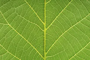 Studio Shot Of A Leaf Drucke: Macro image of a leaf