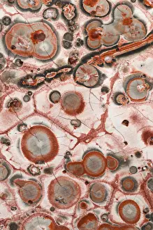 Unique Rock Formation Drucke: Macro image of Leopard Skin Jasper