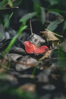 Deserted Nature Scene Europe Drucke: Macro image of a red leaf in the grass