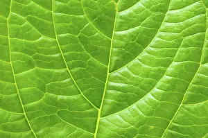 Deserted Plant Drucke: Macro leaf for concept purpose