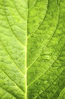 Macro Leaf Photography Drucke: Macro in leaf with water drops