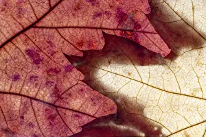 Full Frame Nature Image Drucke: Macro leaves background texture