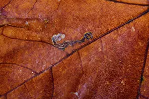 Autumn Color Close Up Drucke: Macro of a Maple tree leaf with autumn colors