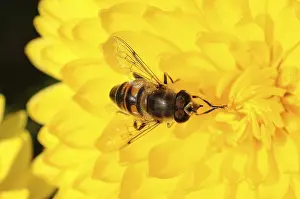 Insect Wildlife Photography Drucke: This macro photograph captures a hoverfly