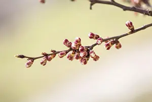 Red And White Blossoms Drucke: Macro of red and white of apple tree buds