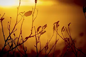 Deserted Evening Scene Drucke: Macro shot of branches with leaves backlit by the setting sun