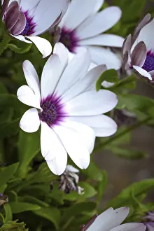 Close Up Nature Photography Europe Drucke: Macro shot Cape daisy, Germany