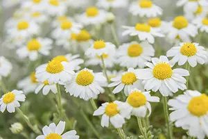 Rural Countryside Views Drucke: Macro shot of chamomiles at field, selective focus